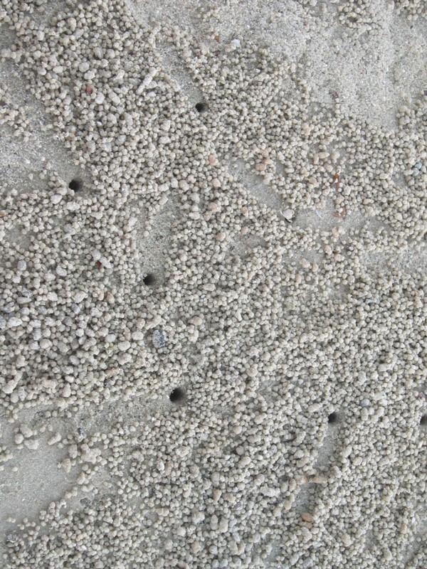 La plage de Port Barton ou des millions de minuscules crabes creusent leur trou en formant des petites boules de sable qui sont ensuite détruites par la mer.