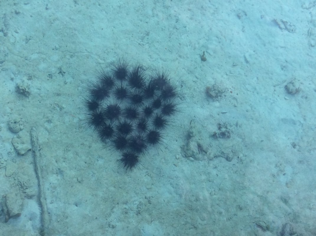 Indonesia - Ile de Derawan 