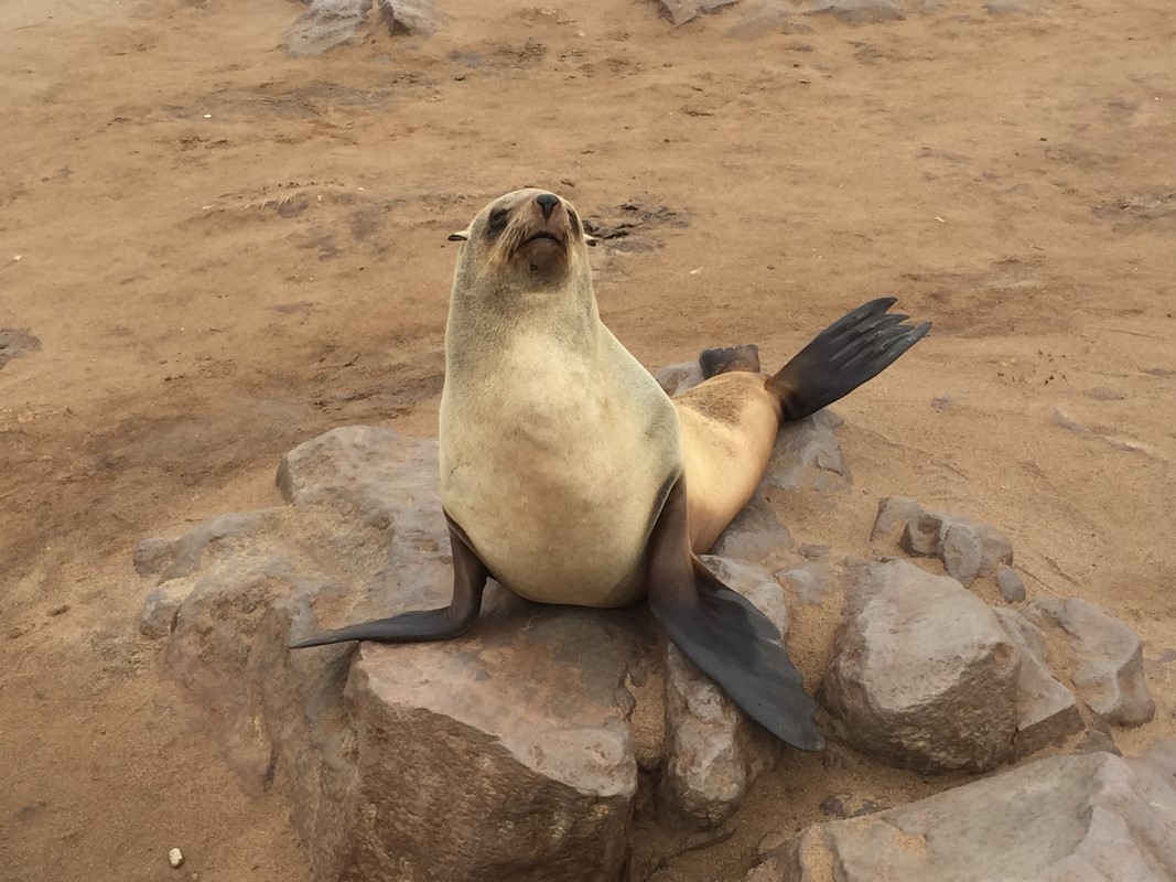 Cape Cross Reserve