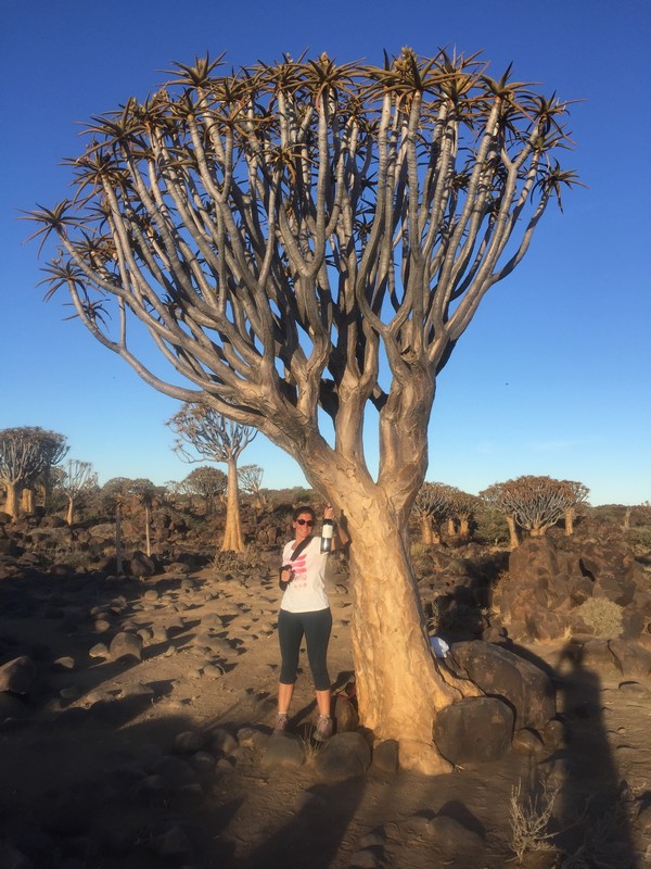 Quivertree Forest