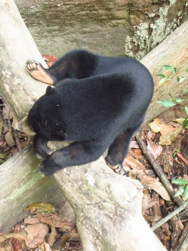 Malaysia - Sepilok