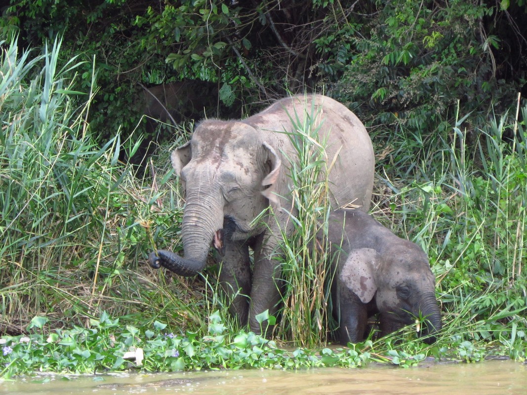 Malaysia - River Kinabatanga