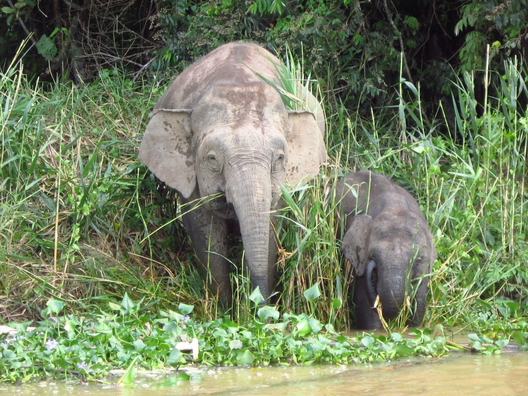 Malaysia - River Kinabatanga