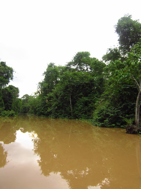 Malaisie - Rivière Kinabatanga