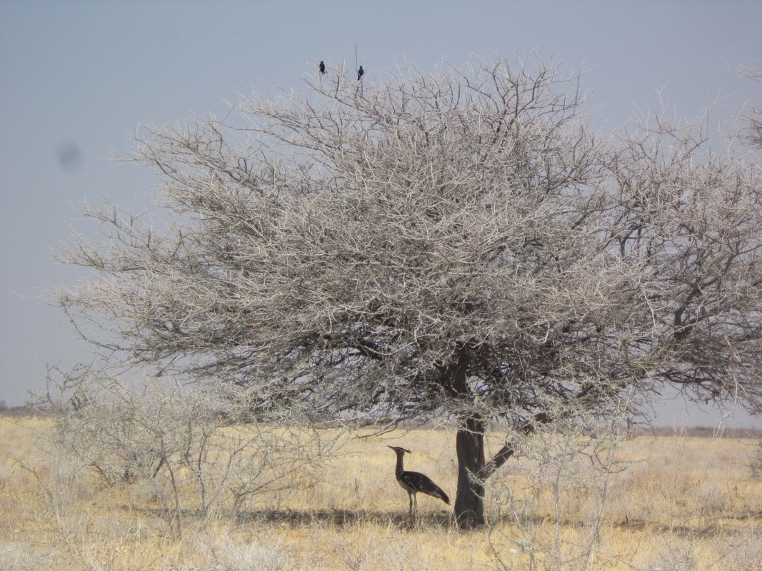 Etosha National Park