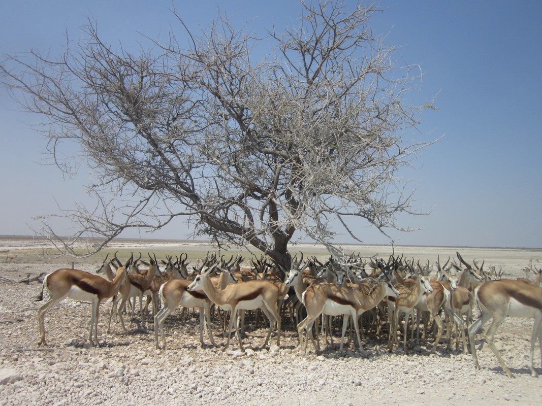 Etosha National Park