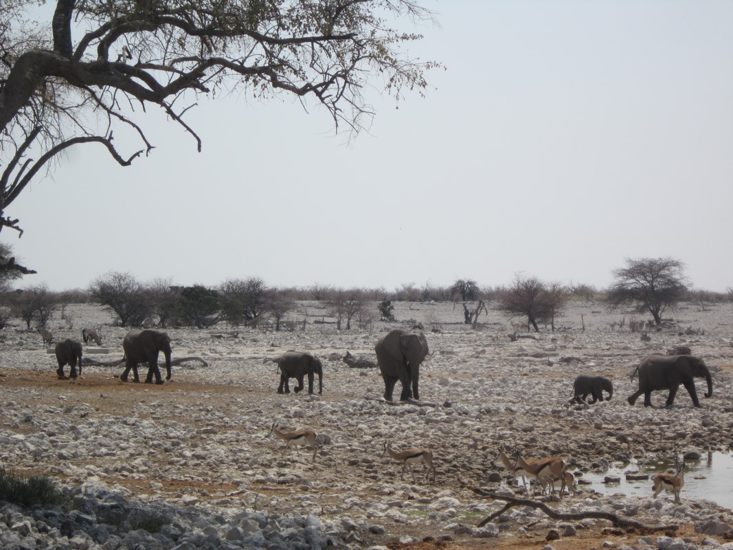 Etosha National Park