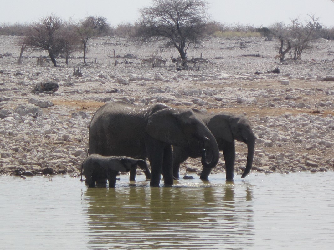 Etosha National Park