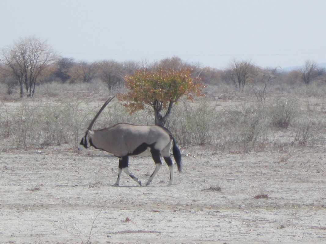 Etosha National Park