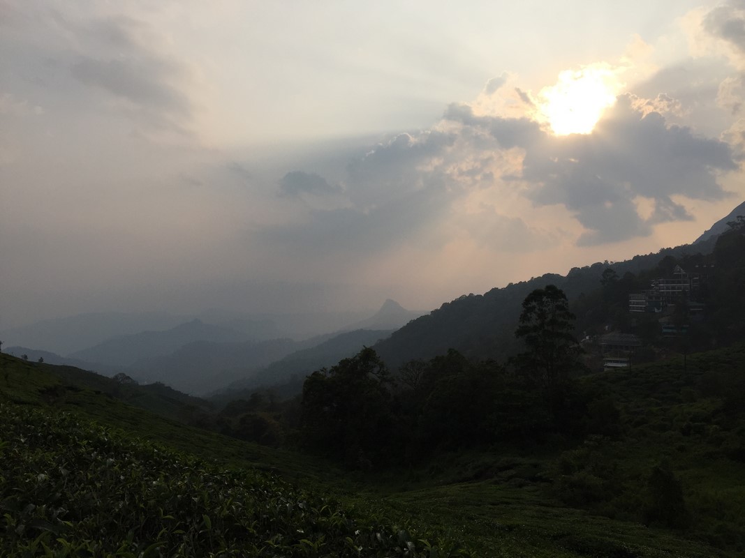 Inde - Munnar