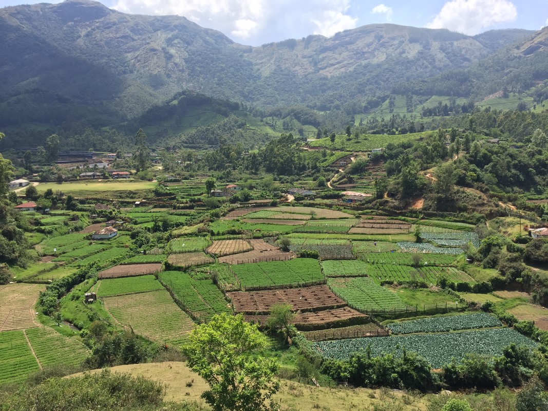 Inde - Munnar