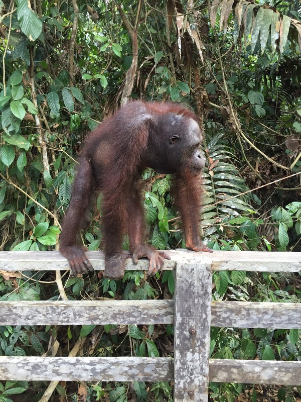 Malaysia - Sepilok