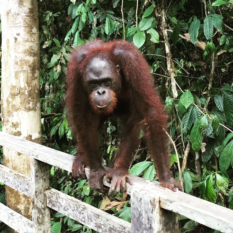 Malaysia - Sepilok