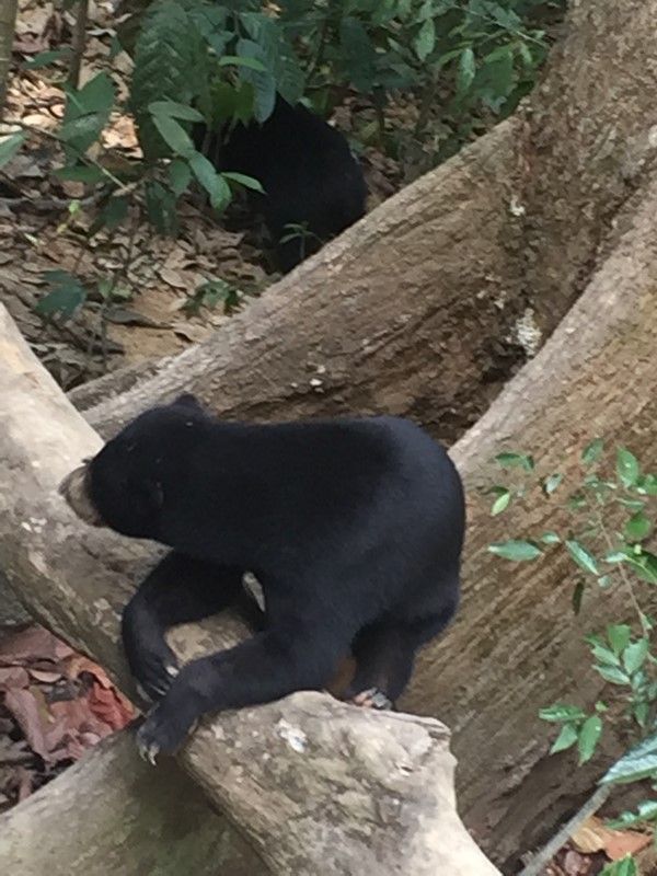 Malaysia - Sepilok