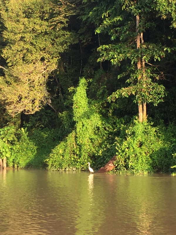 Malaysia - River Kinabatanga