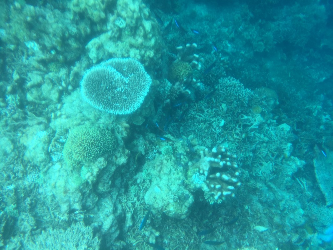 Indonesia - Ile de Sangalaki