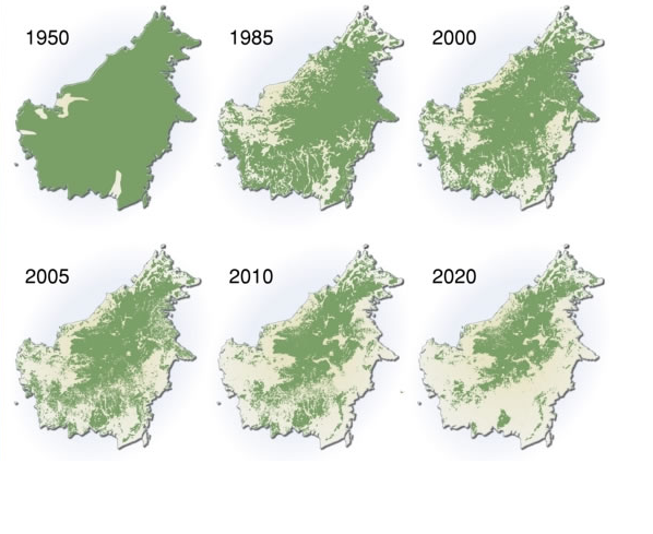 Borneo deforestation