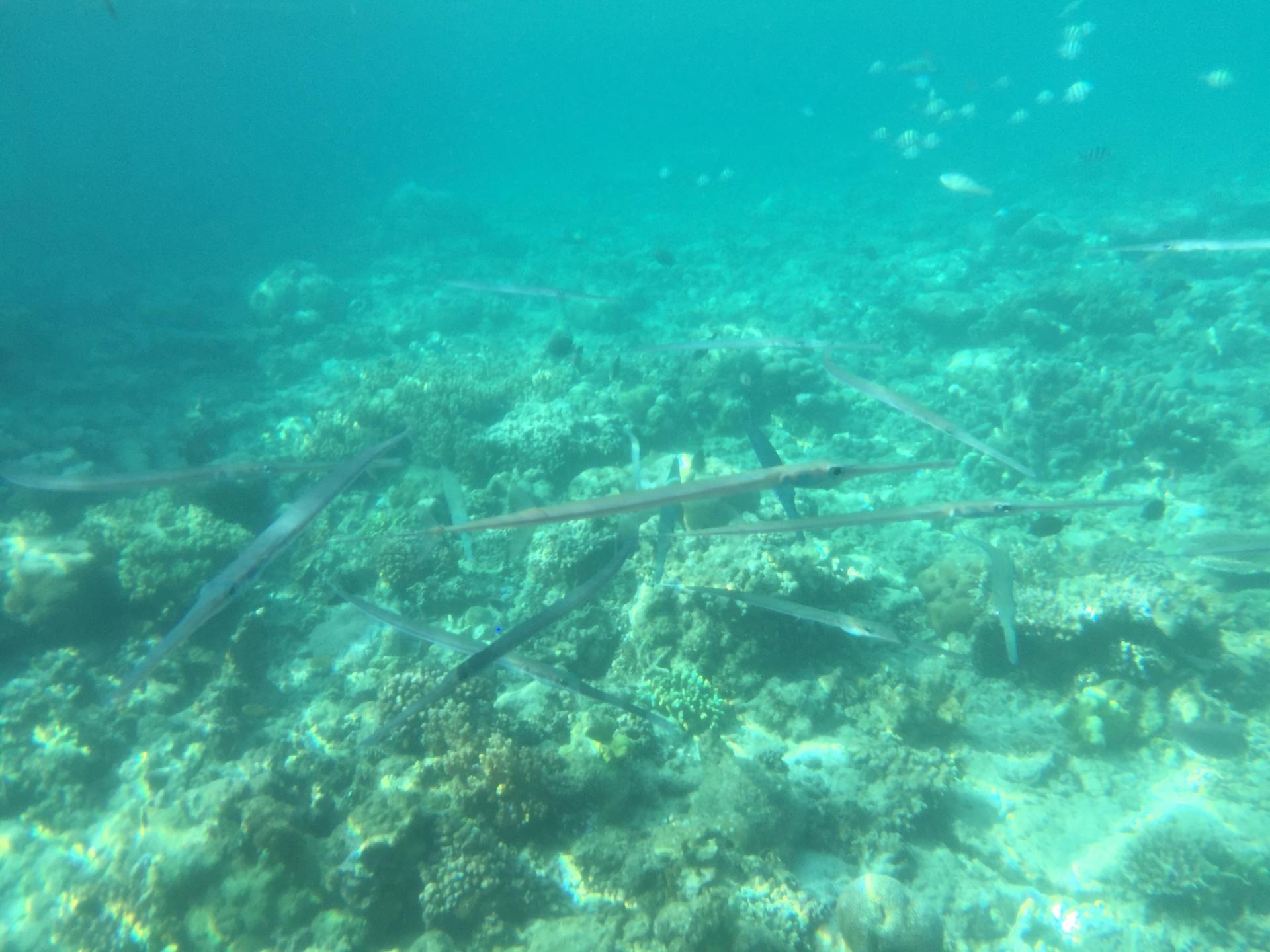 Pipe fish - swimming here was like jumping into an aquarium